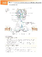 Sobotta Atlas of Human Anatomy  Head,Neck,Upper Limb Volume1 2006, page 355